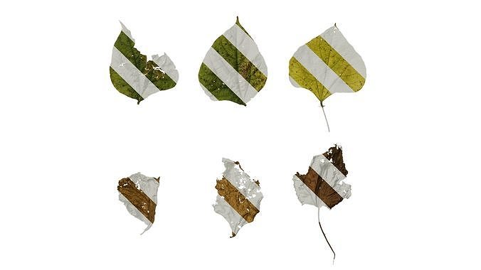 Anydrafts Lablab purpureus Leaf 03 Texture