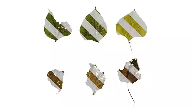 Anydrafts Lablab purpureus Leaf 03