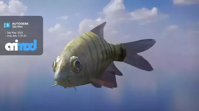 Acrossocheilus Grouper Fish