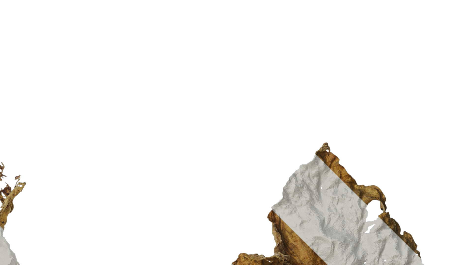 Anydrafts Lablab purpureus Leaf 04 Texture_2