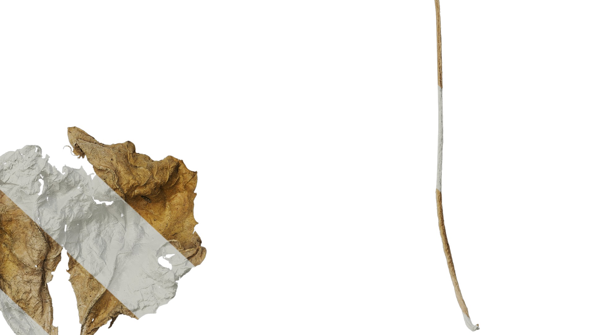 Anydrafts Lablab purpureus Leaf 04 Texture_6