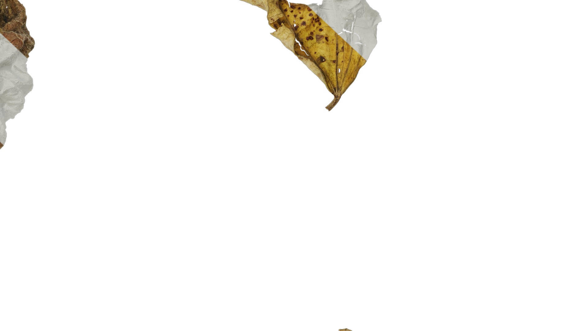 Anydrafts Lablab purpureus Leaf 04 Texture_7