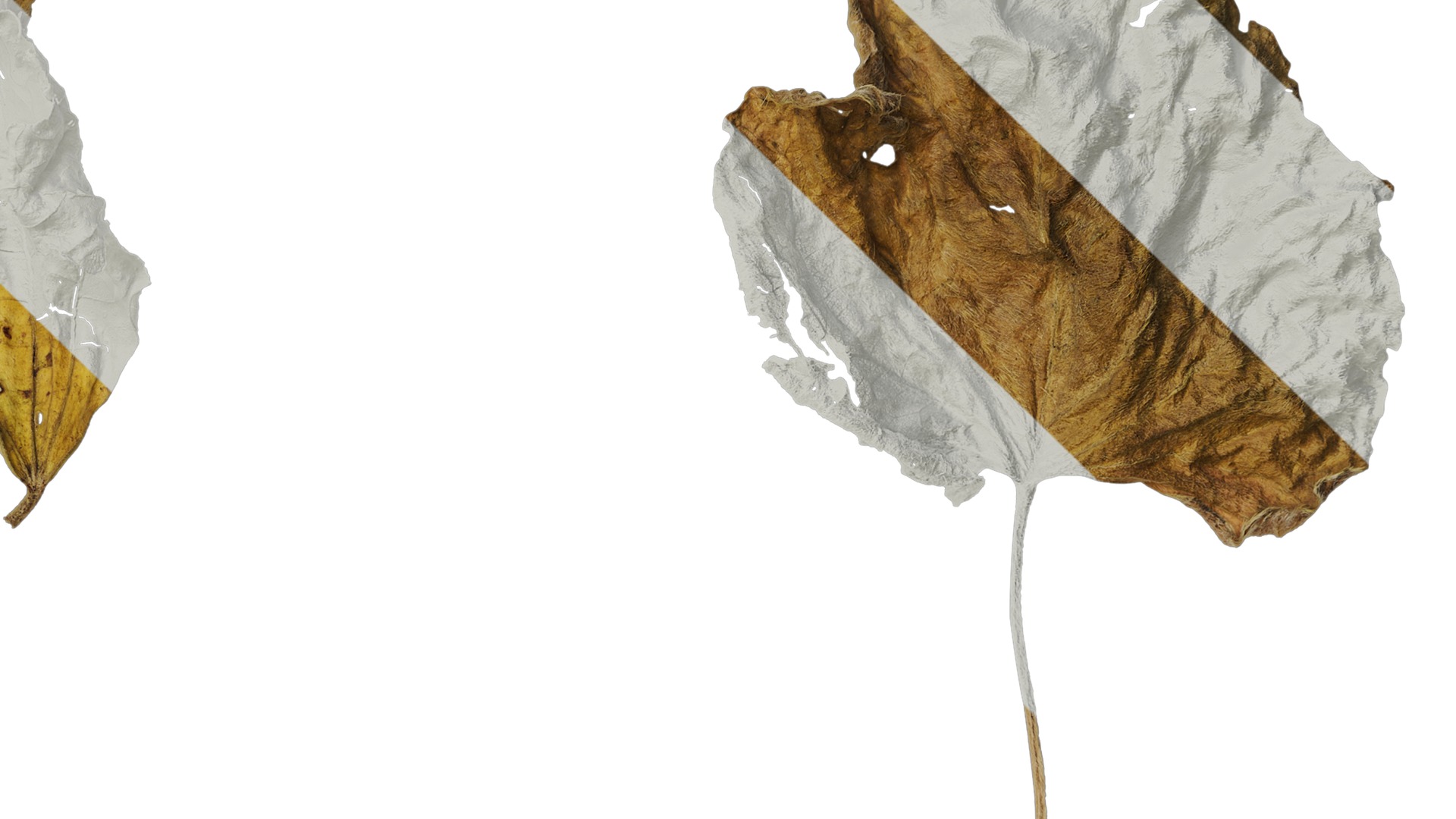 Anydrafts Lablab purpureus Leaf 04 Texture_4