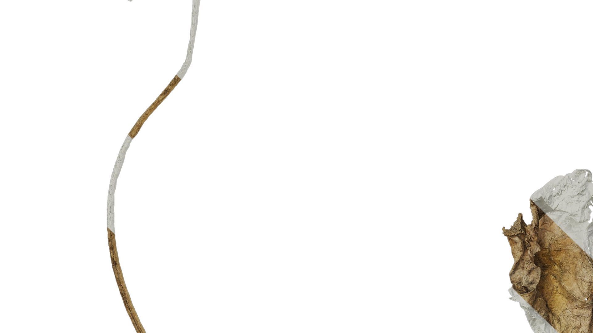 Anydrafts Lablab purpureus Leaf 04 Texture_5