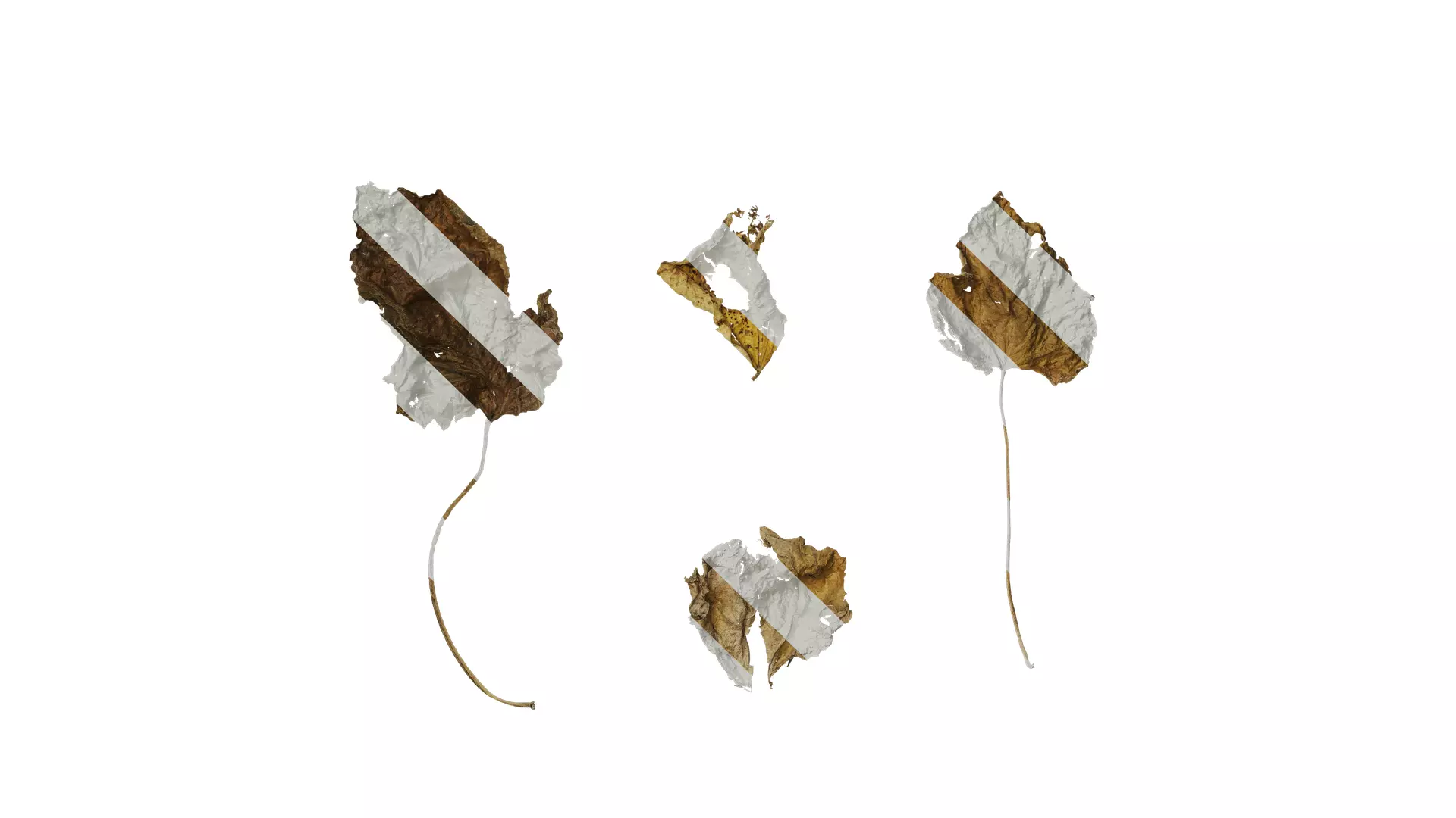 Anydrafts Lablab purpureus Leaf 04 Texture_0