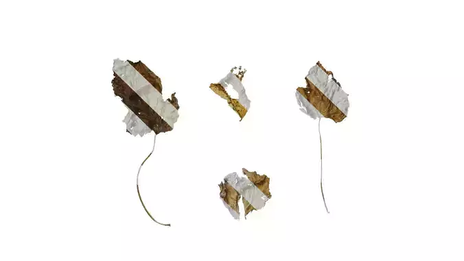 Anydrafts Lablab purpureus Leaf 04