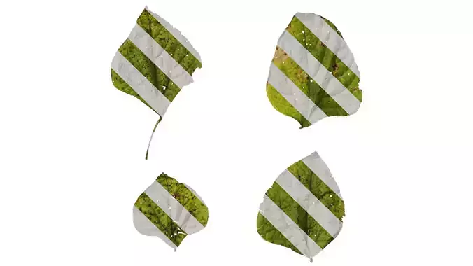 Anydrafts Lablab purpureus Leaf 05