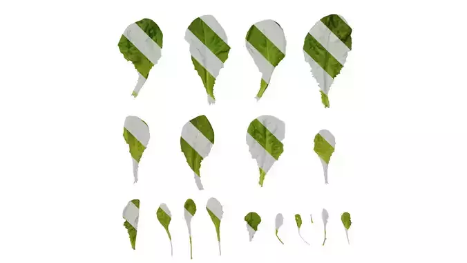 Anydrafts Lactuca sativa Leaf 01