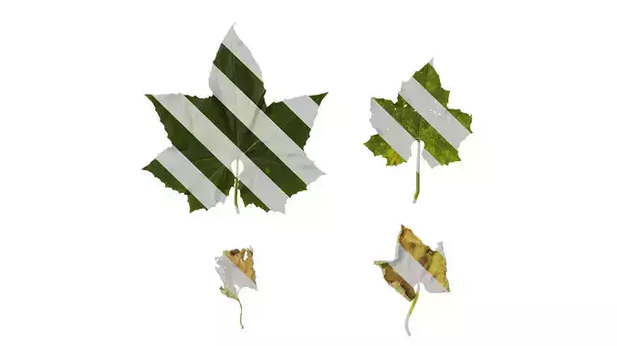 Anydrafts Luffa aegyptiaca Leaf 03