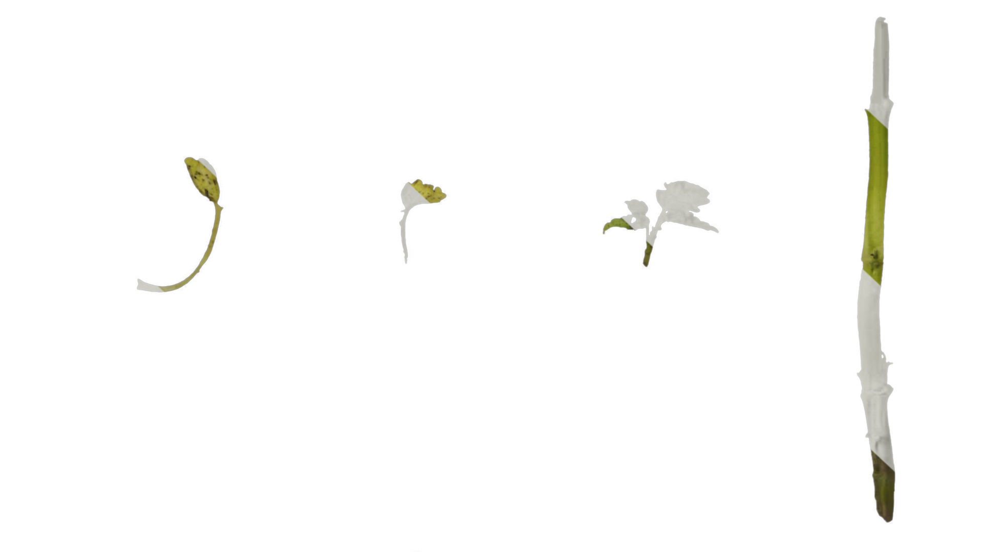 Anydrafts Melissa officinalis Leaf 01 Texture_6