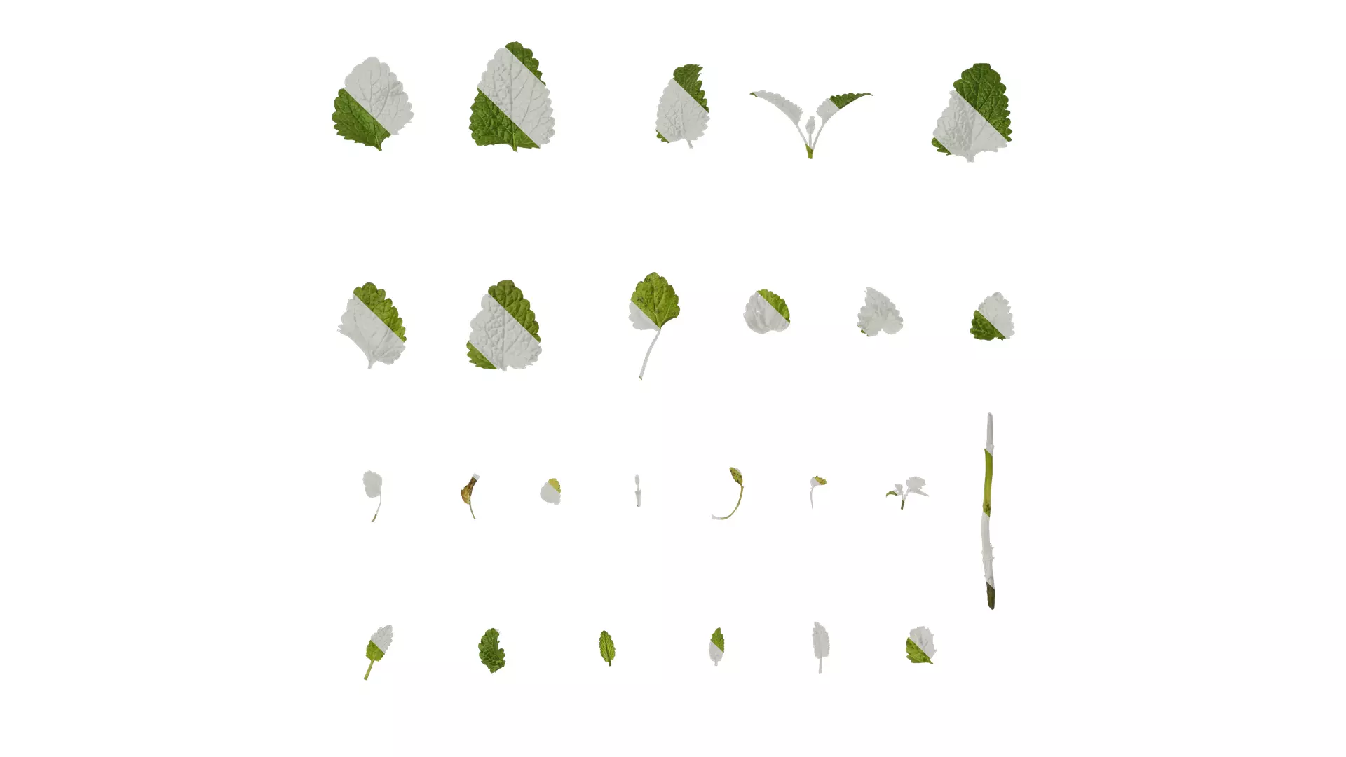 Anydrafts Melissa officinalis Leaf 01 Texture_0