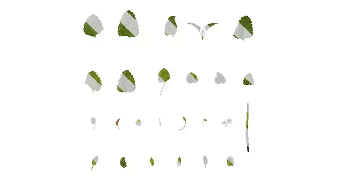 Anydrafts Melissa officinalis Leaf 01