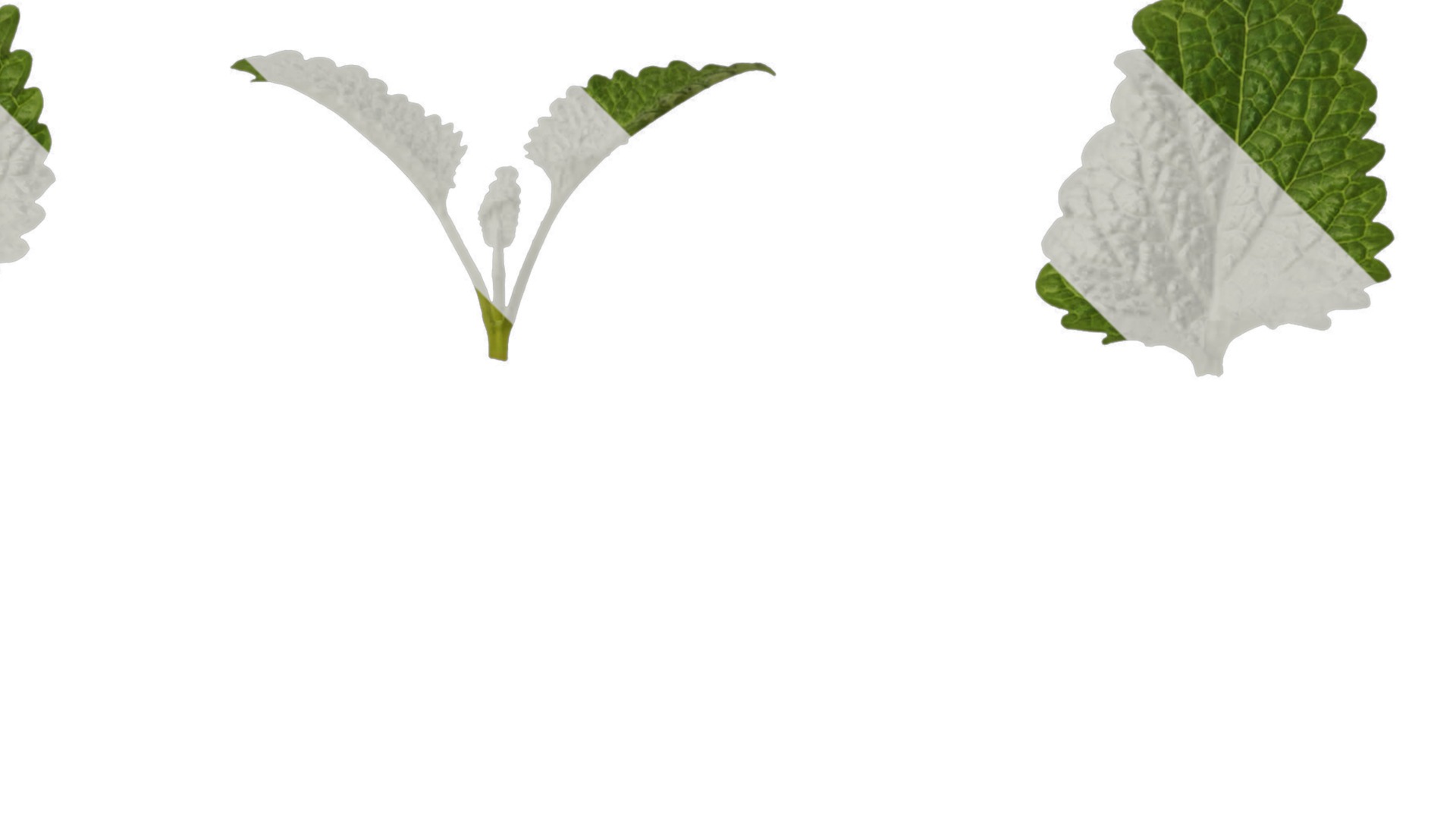 Anydrafts Melissa officinalis Leaf 01 Texture_2