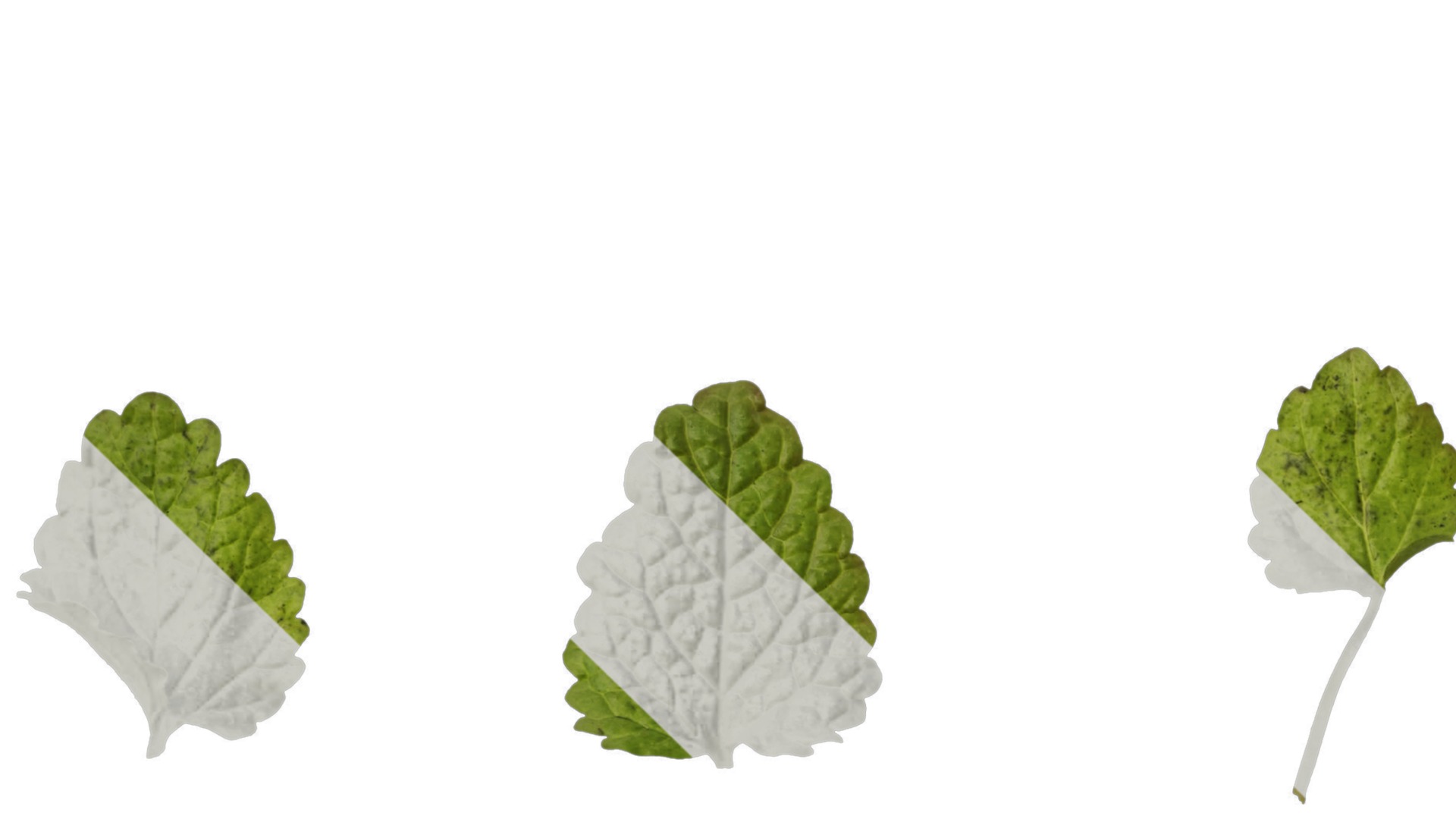 Anydrafts Melissa officinalis Leaf 01 Texture_3