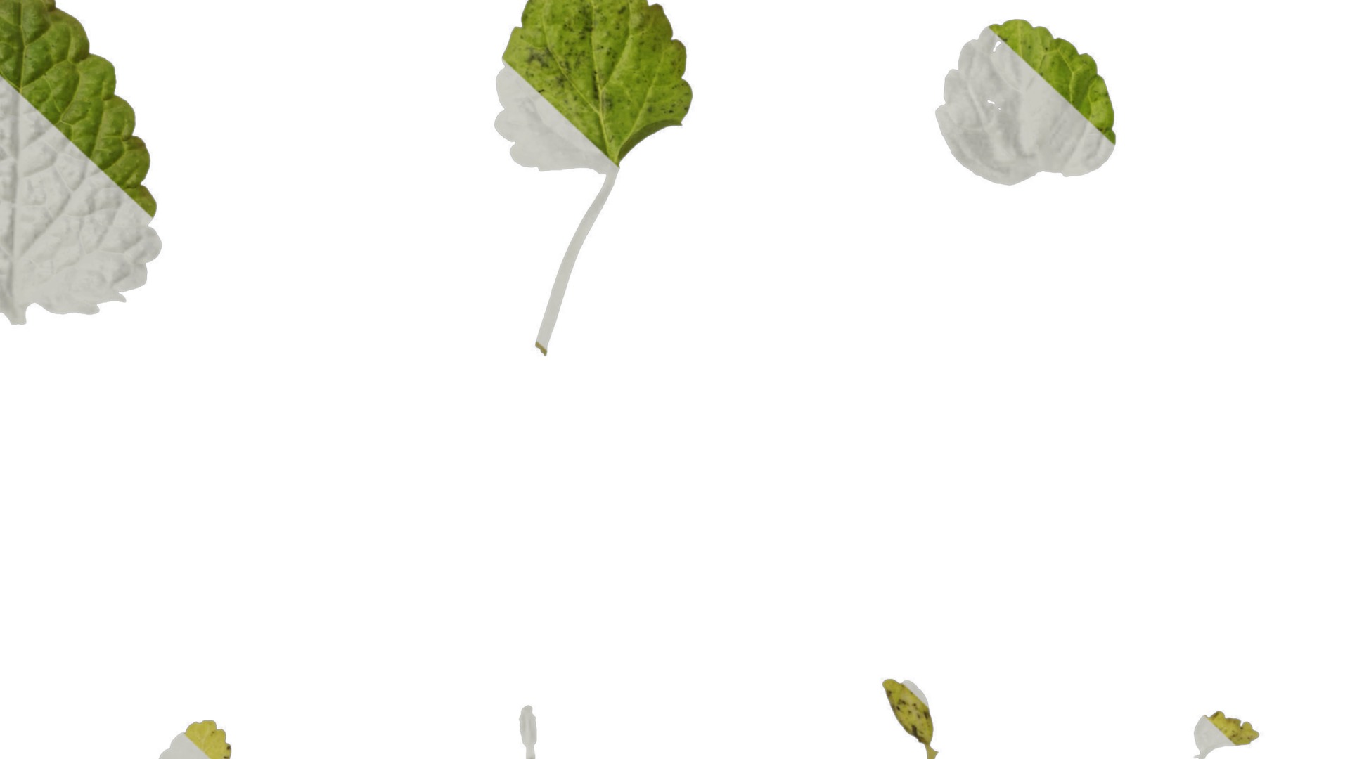 Anydrafts Melissa officinalis Leaf 01 Texture_7