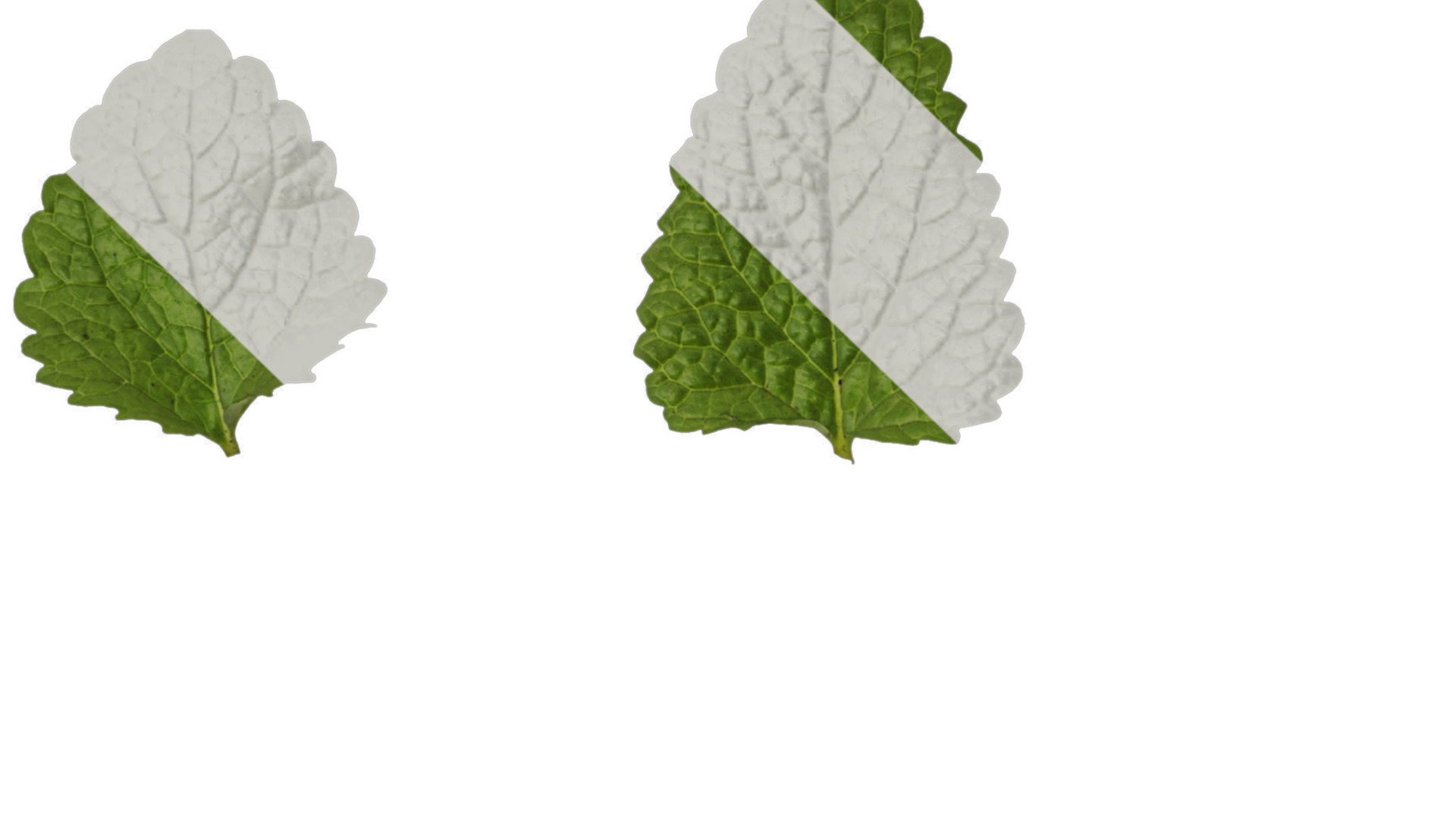 Anydrafts Melissa officinalis Leaf 01 Texture_1