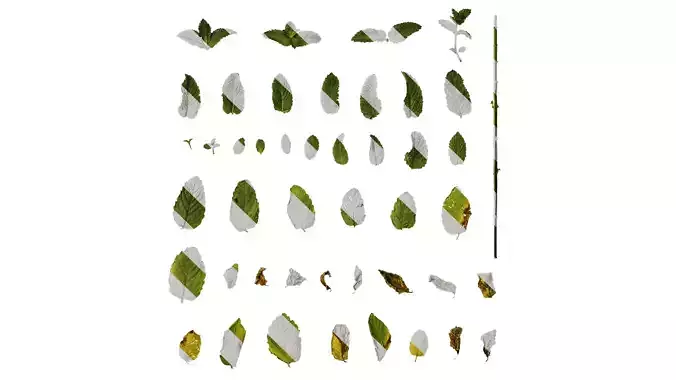 Anydrafts Mentha arvensis Atlas 02