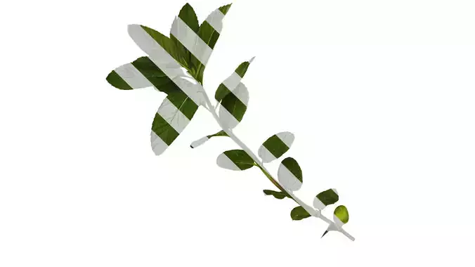 Anydrafts Mentha arvensis Atlas 05