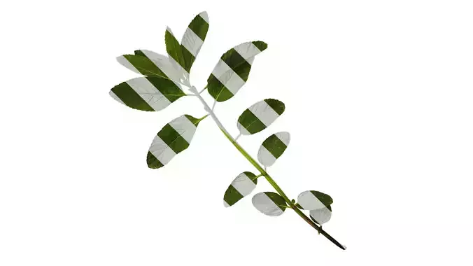 Anydrafts Mentha arvensis Atlas 06