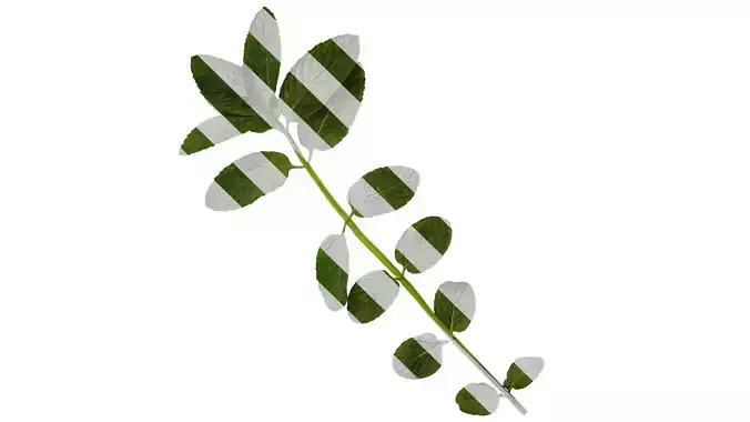 Anydrafts Mentha arvensis Atlas 07