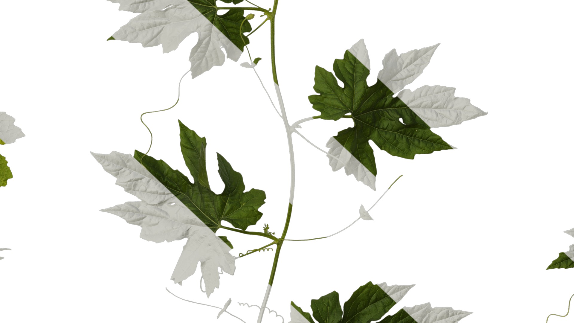 Anydrafts Momordica charantia Atlas 01 Texture_7