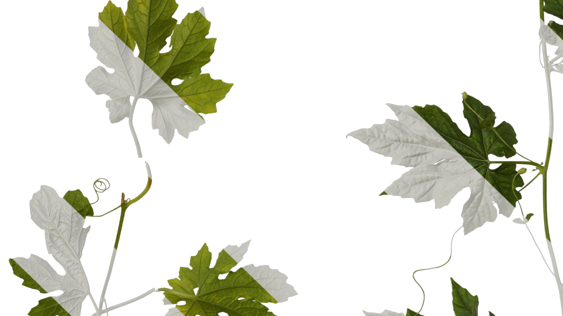 Anydrafts Momordica charantia Atlas 01 Texture_3