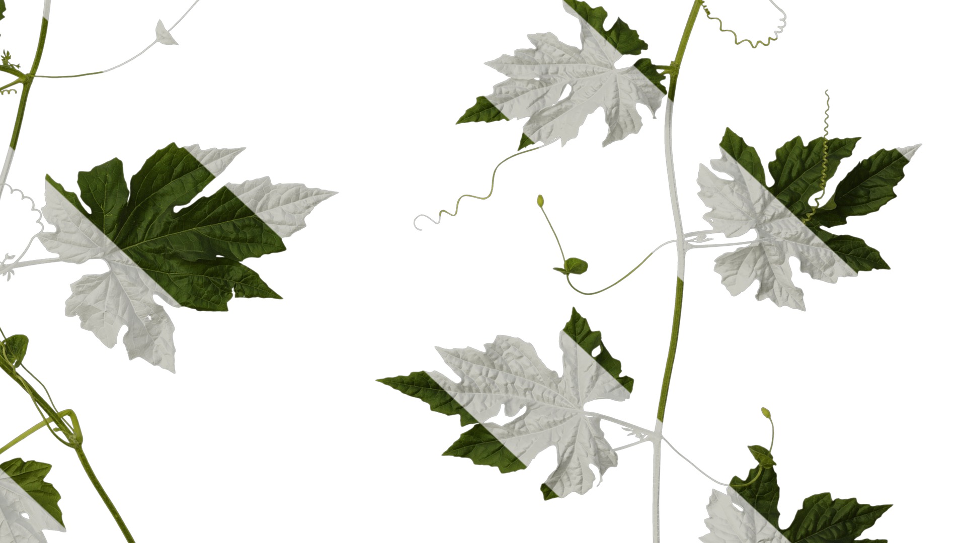 Anydrafts Momordica charantia Atlas 01 Texture_6