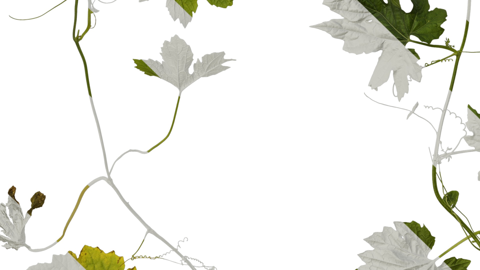 Anydrafts Momordica charantia Atlas 01 Texture_5