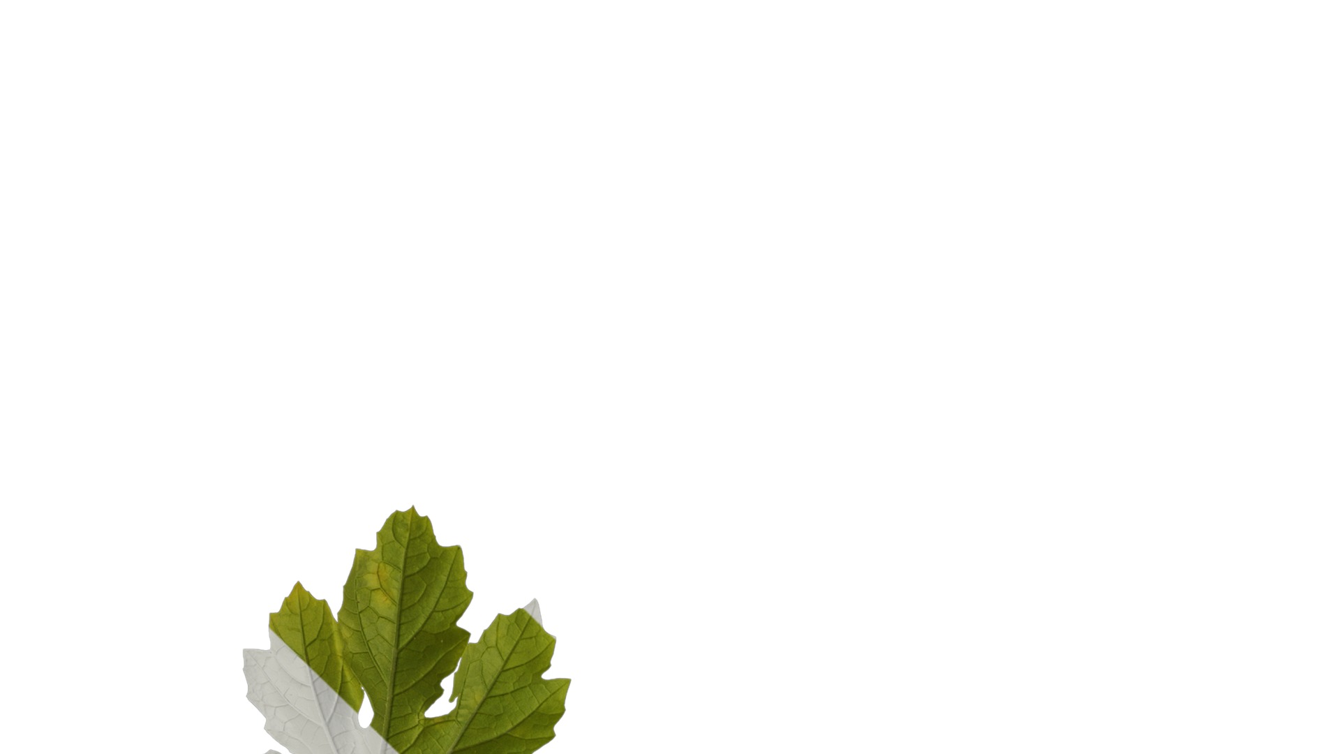 Anydrafts Momordica charantia Atlas 01 Texture_1