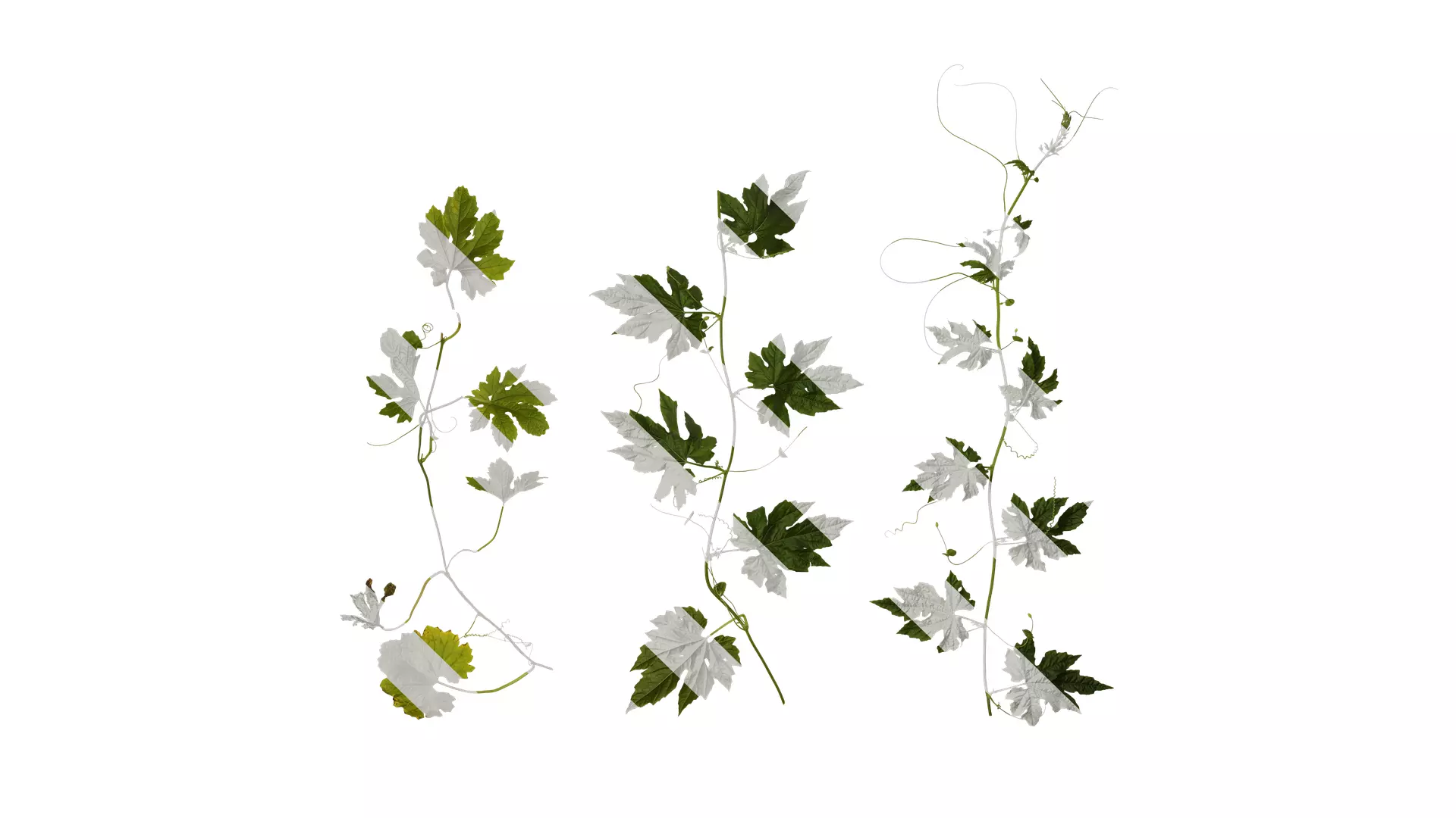 Anydrafts Momordica charantia Atlas 01 Texture_0