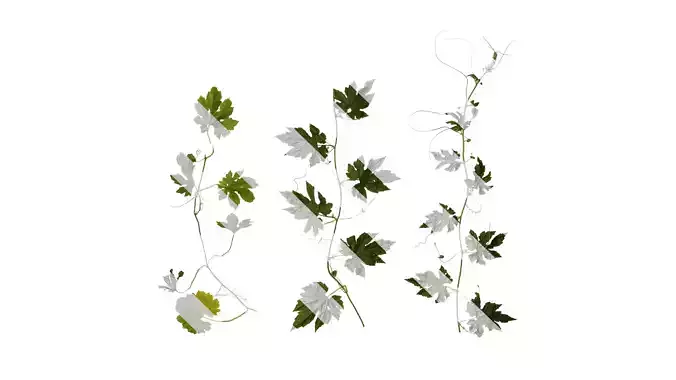 Anydrafts Momordica charantia Atlas 01