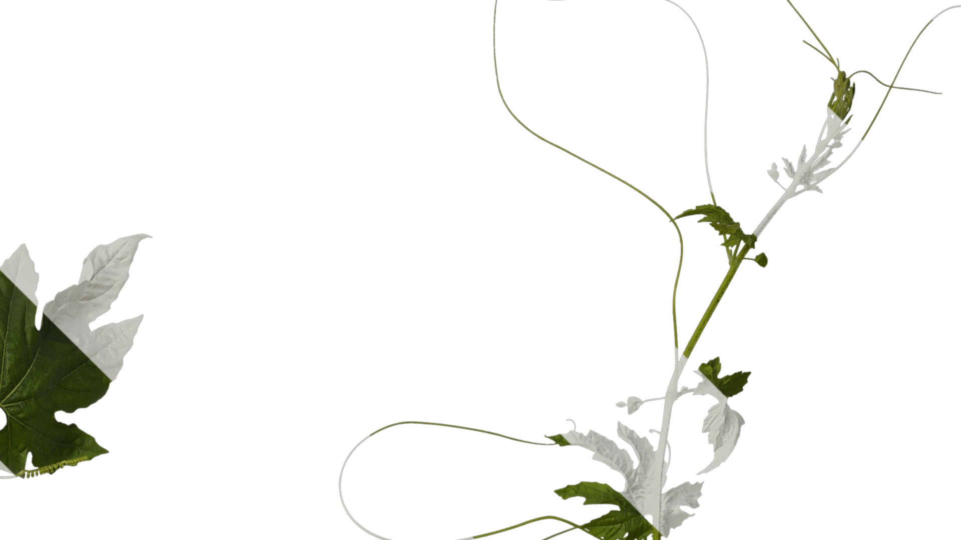 Anydrafts Momordica charantia Atlas 01 Texture_2