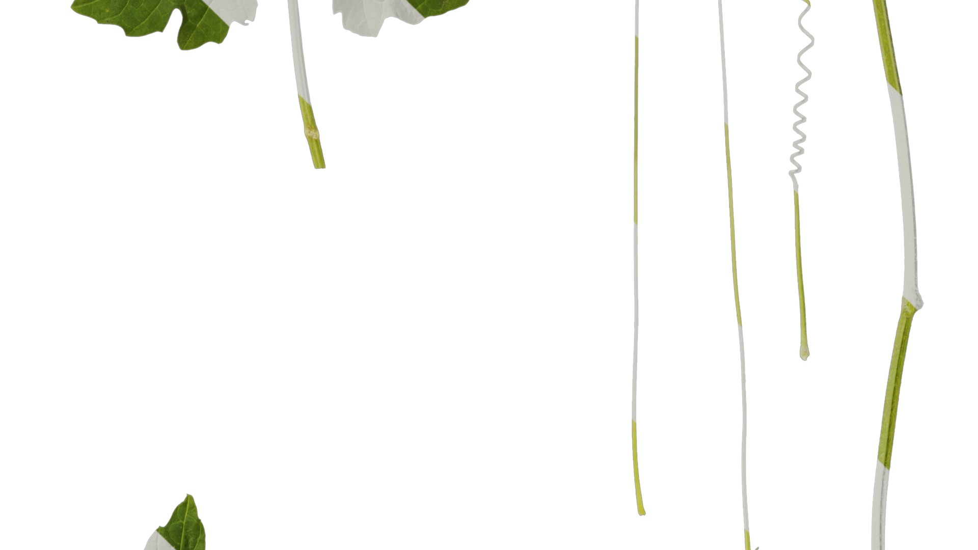 Anydrafts Momordica charantia Atlas 02 Texture_4