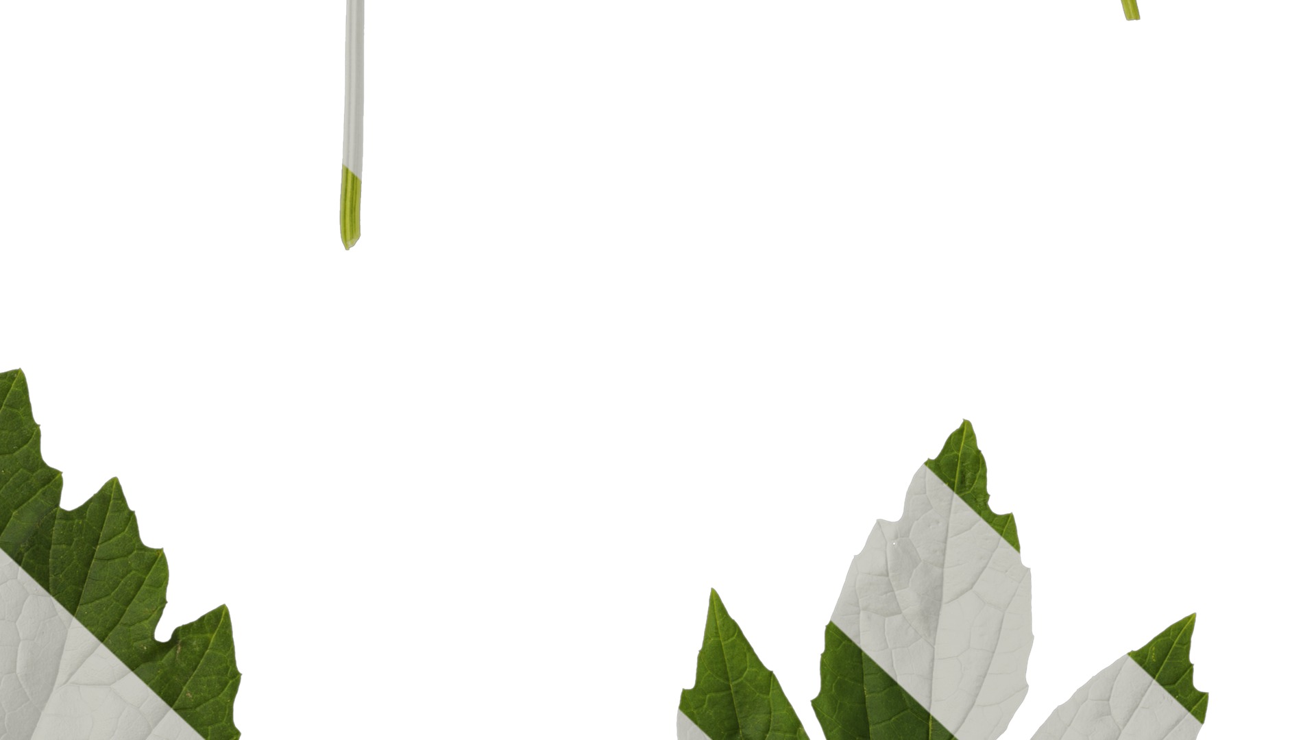 Anydrafts Momordica charantia Atlas 02 Texture_7