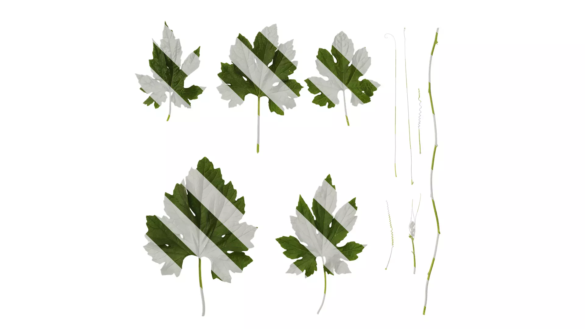 Anydrafts Momordica charantia Atlas 02 Texture_0