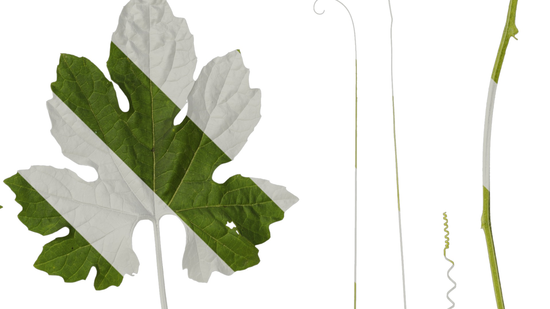 Anydrafts Momordica charantia Atlas 02 Texture_2