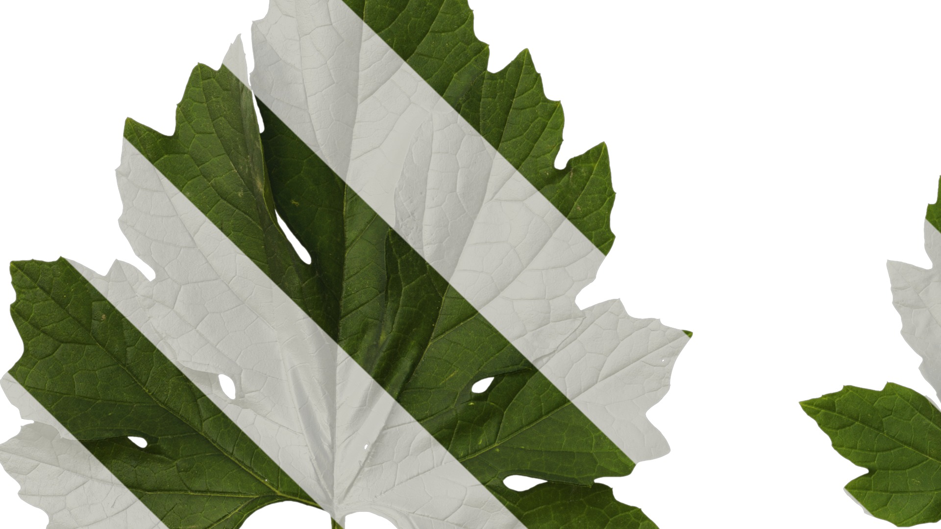 Anydrafts Momordica charantia Atlas 02 Texture_5