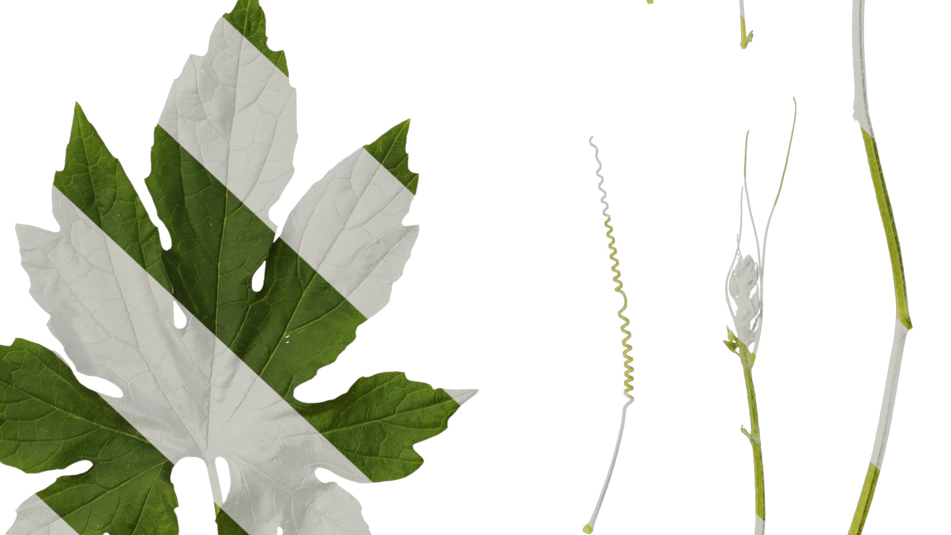 Anydrafts Momordica charantia Atlas 02 Texture_6