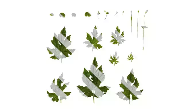 Anydrafts Momordica charantia Atlas 03