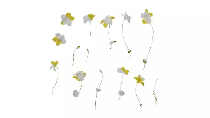 Anydrafts Momordica charantia Atlas 04