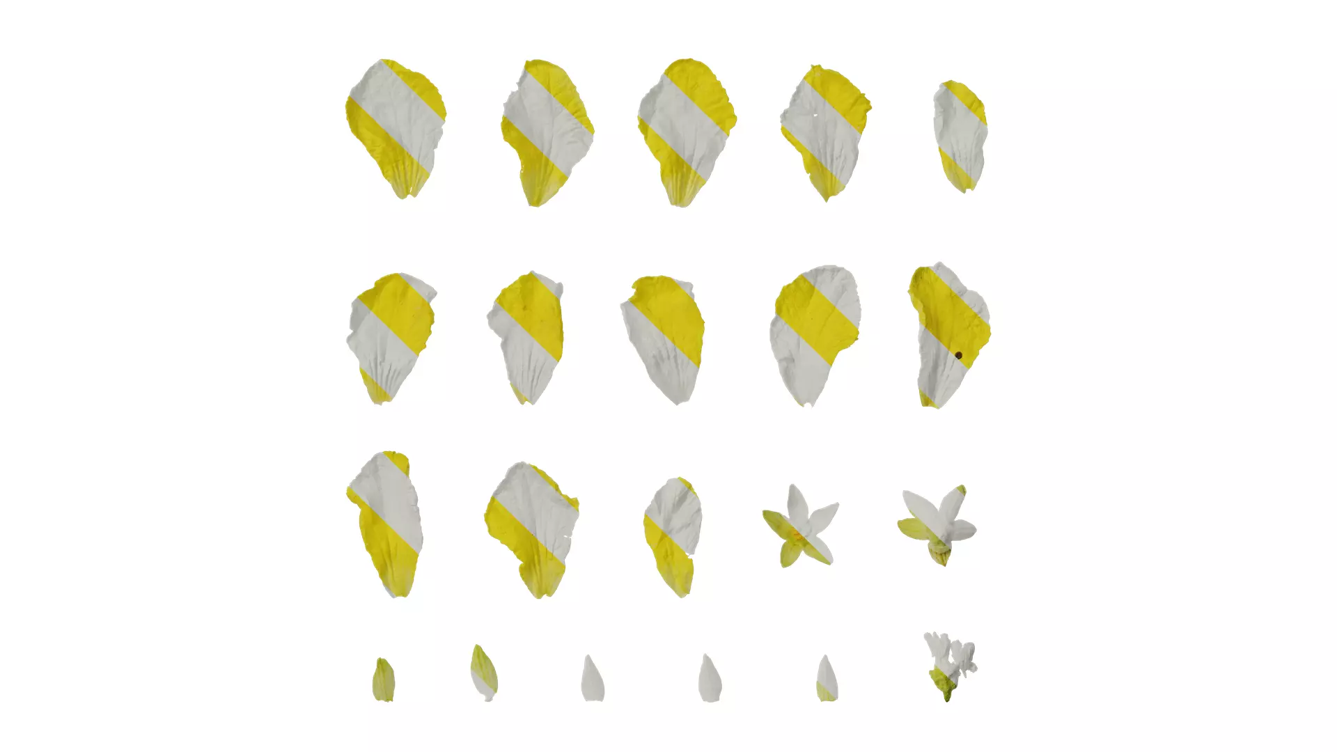 Anydrafts Momordica charantia Flower 02 Texture_0