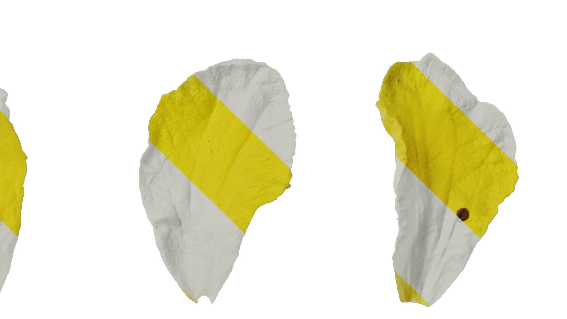 Anydrafts Momordica charantia Flower 02 Texture_4