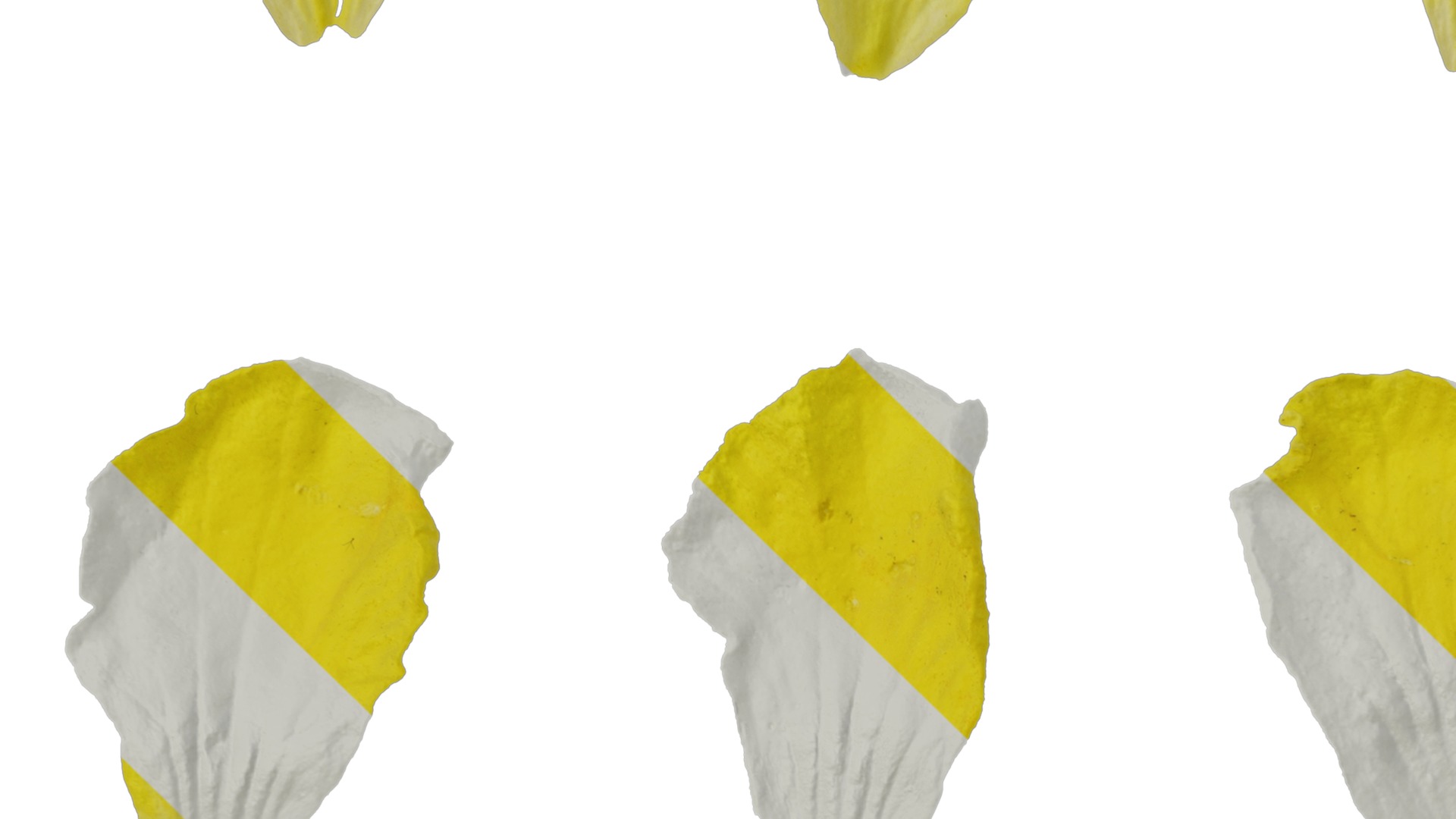 Anydrafts Momordica charantia Flower 02 Texture_3