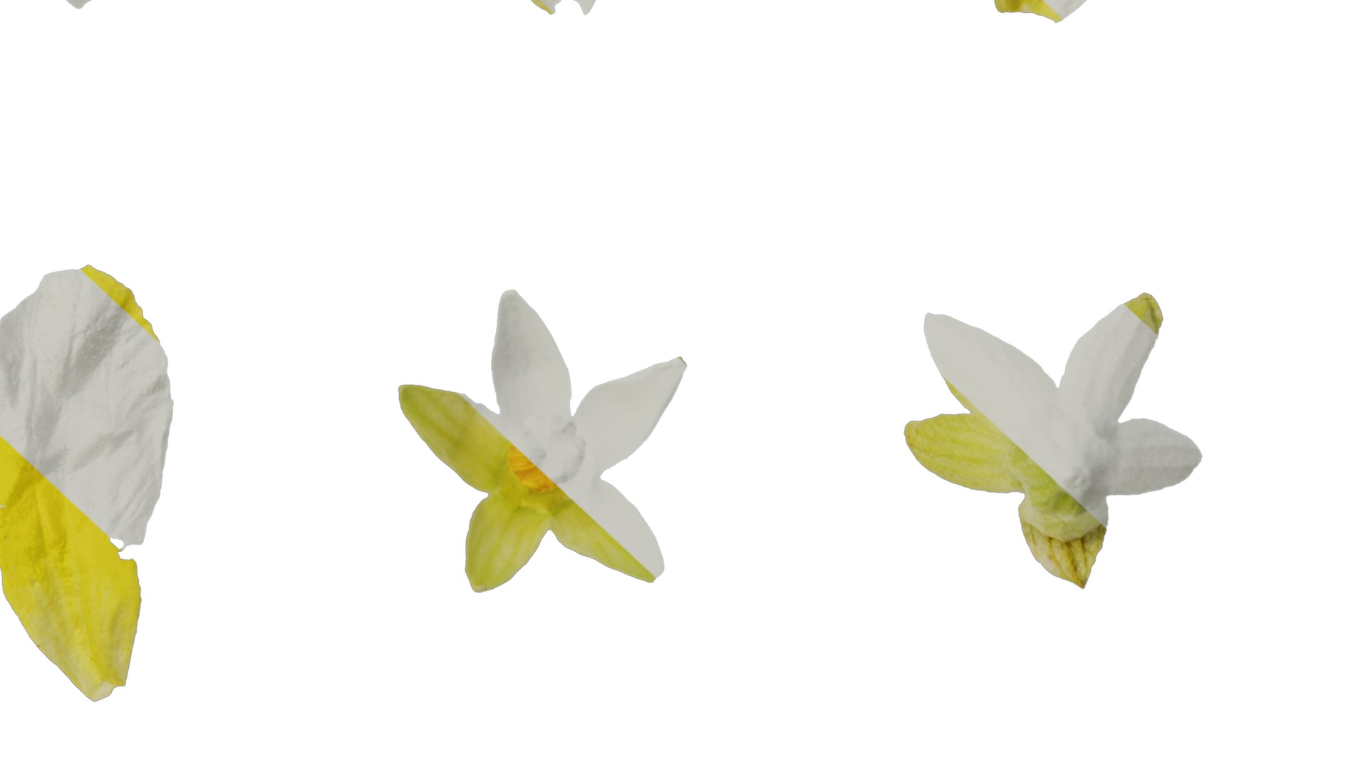 Anydrafts Momordica charantia Flower 02 Texture_6