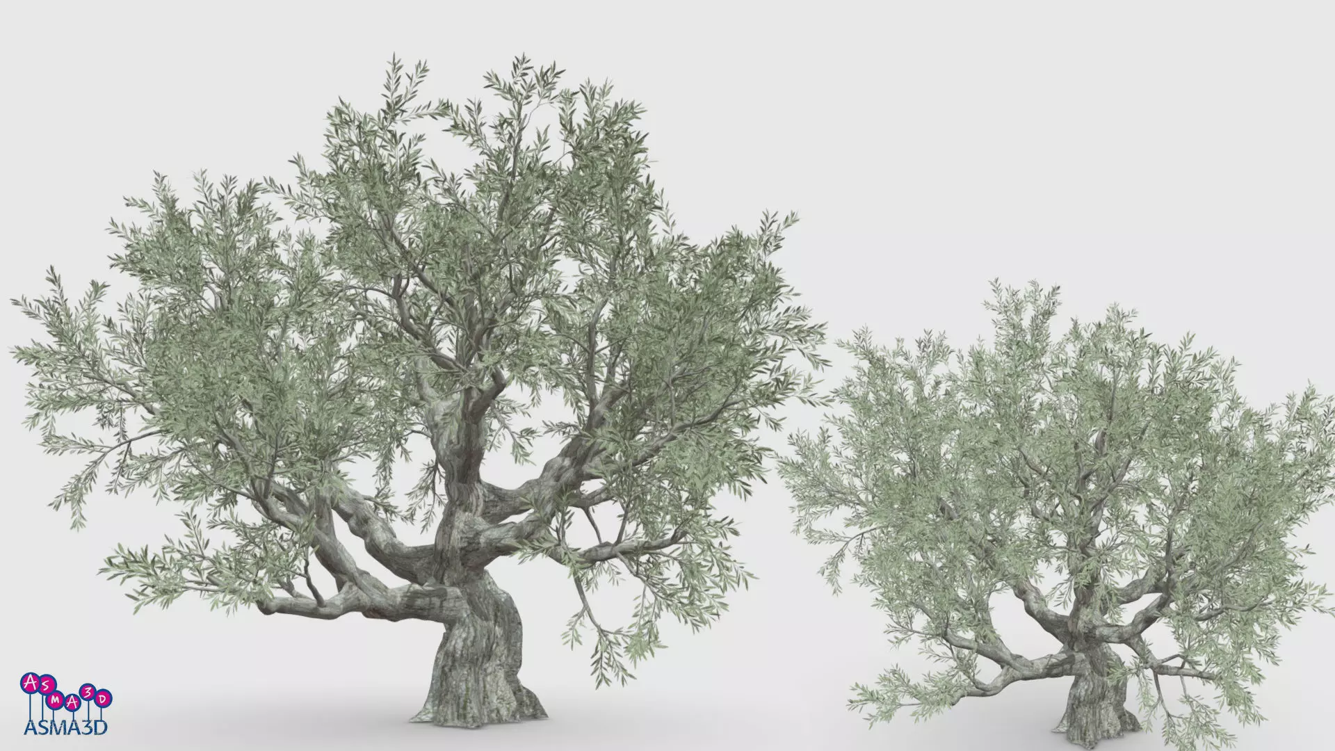 Live Oak Tree-S3 Low-poly 3D model_0