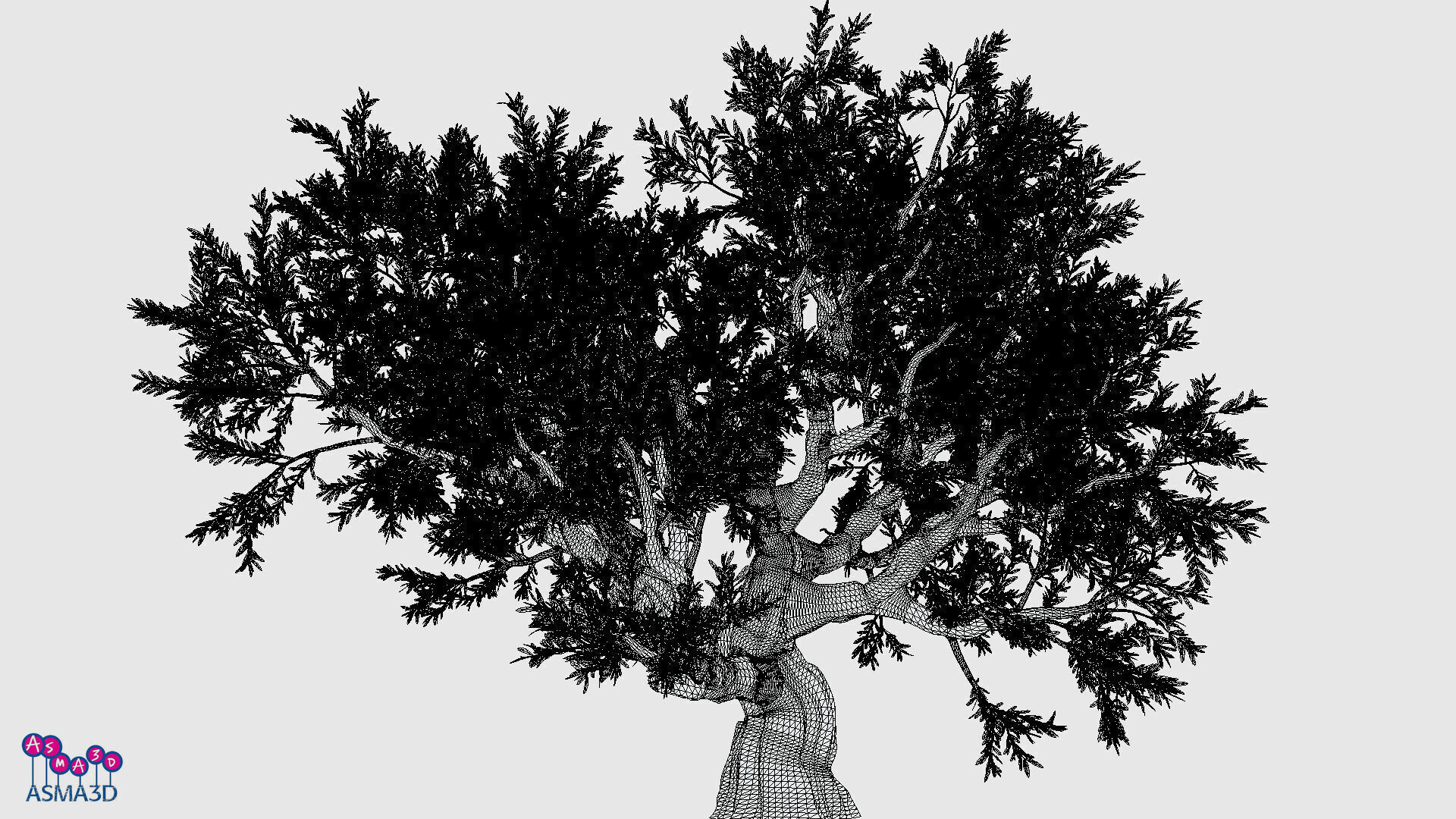Live Oak Tree-S3 Low-poly 3D model_2
