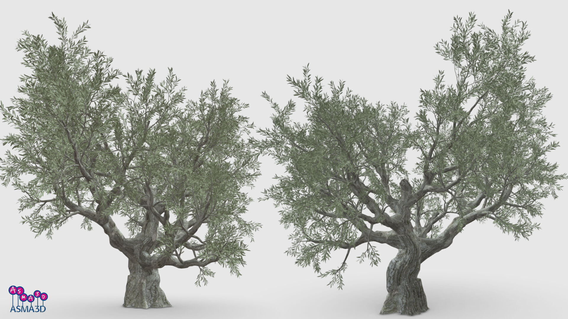 Live Oak Tree-S3 Low-poly 3D model_1