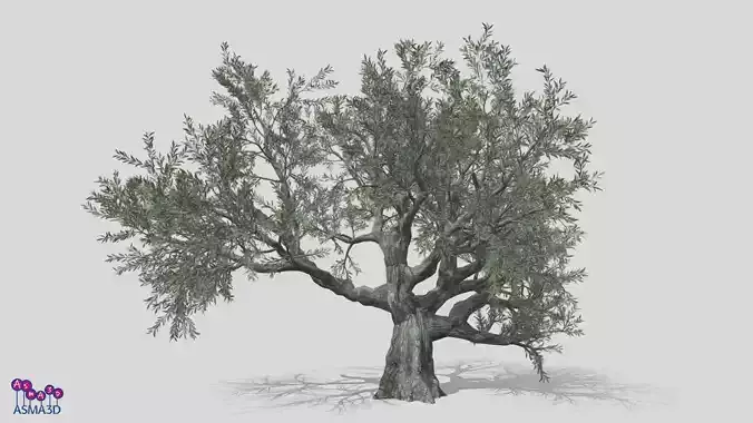 Live Oak Tree-S4