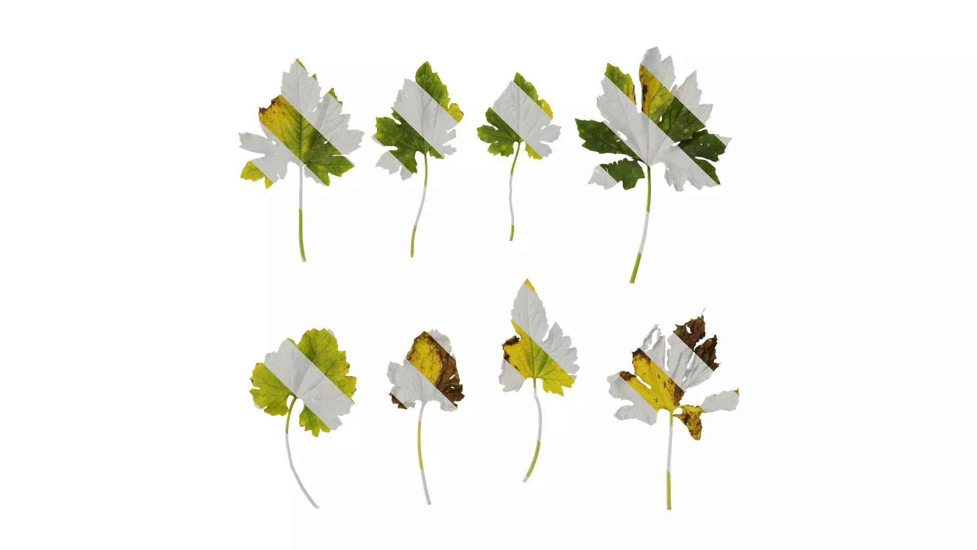 Anydrafts Momordica charantia Leaf 03 Texture_0