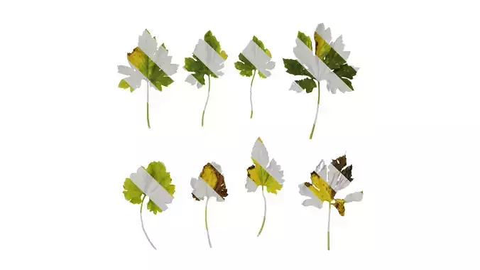 Anydrafts Momordica charantia Leaf 03